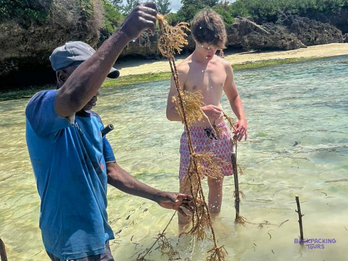 A local farmer and a volunteer lift a line of seaweed clear of the shallow water.