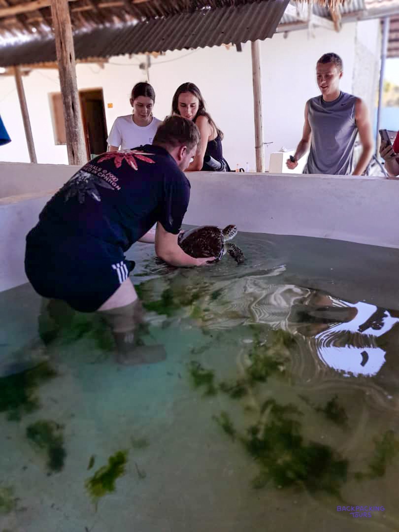A volunteer lifts a turtle in a shallow tank while the others watch from the side.