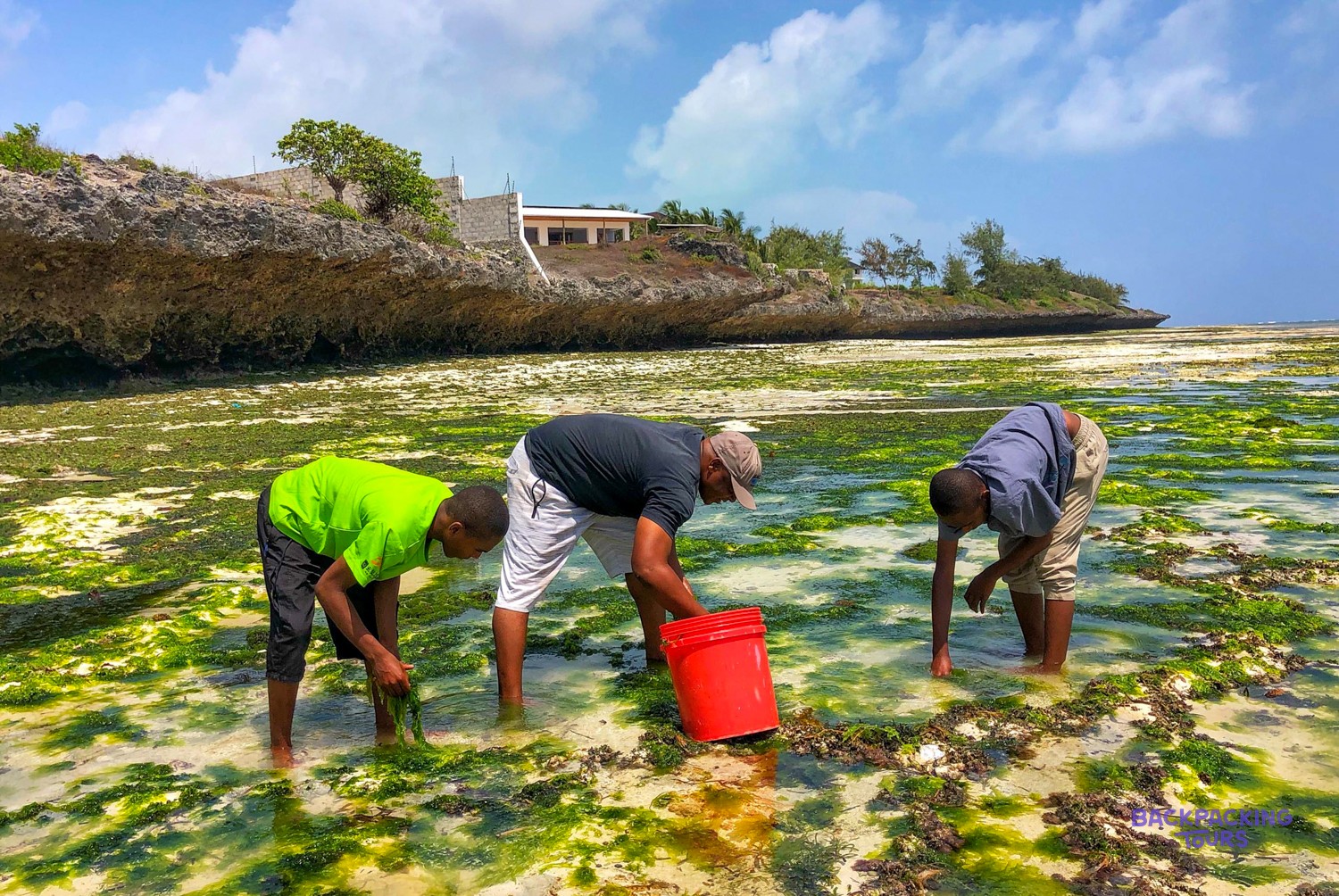 Local staff bend over the reef flat collecting seaweed into a red bucket.