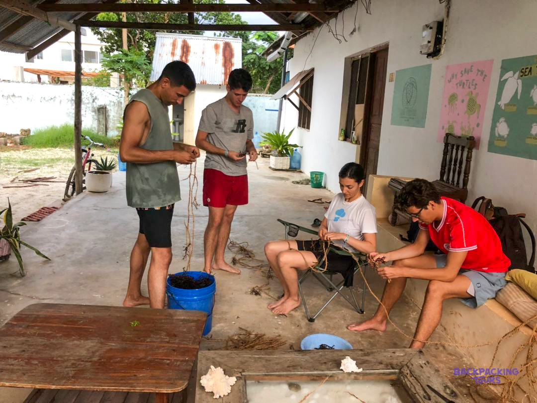 Four volunteers sit on a shaded veranda tying seaweed onto lengths of rope.