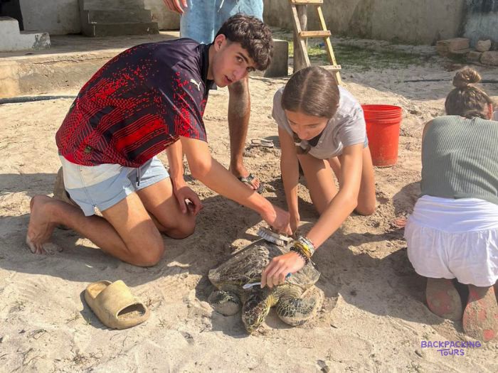 Two volunteers kneel in the sand measuring a green turtle for the project records.