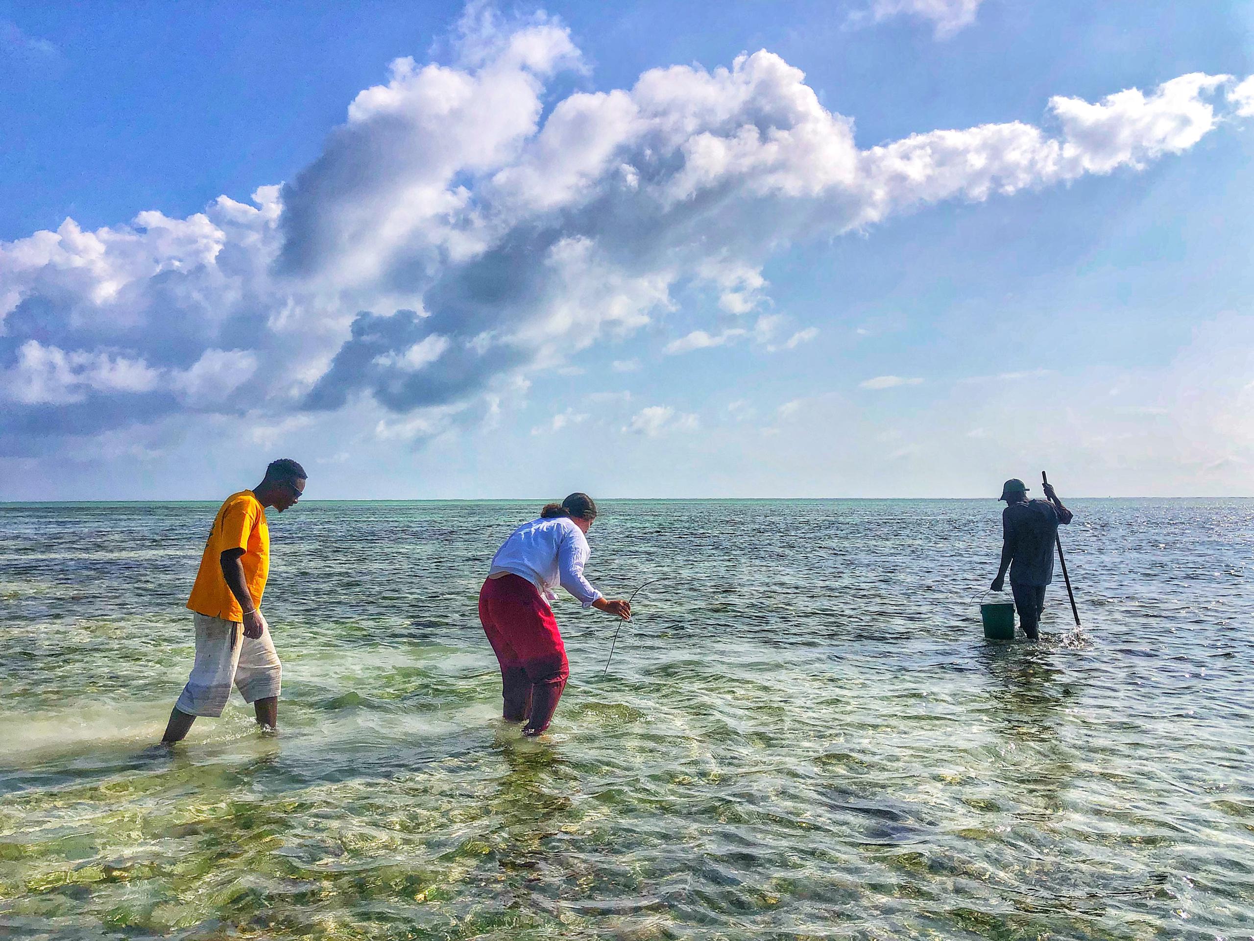 Three of the team wade the reef flat at low tide under a wide cloudy sky.