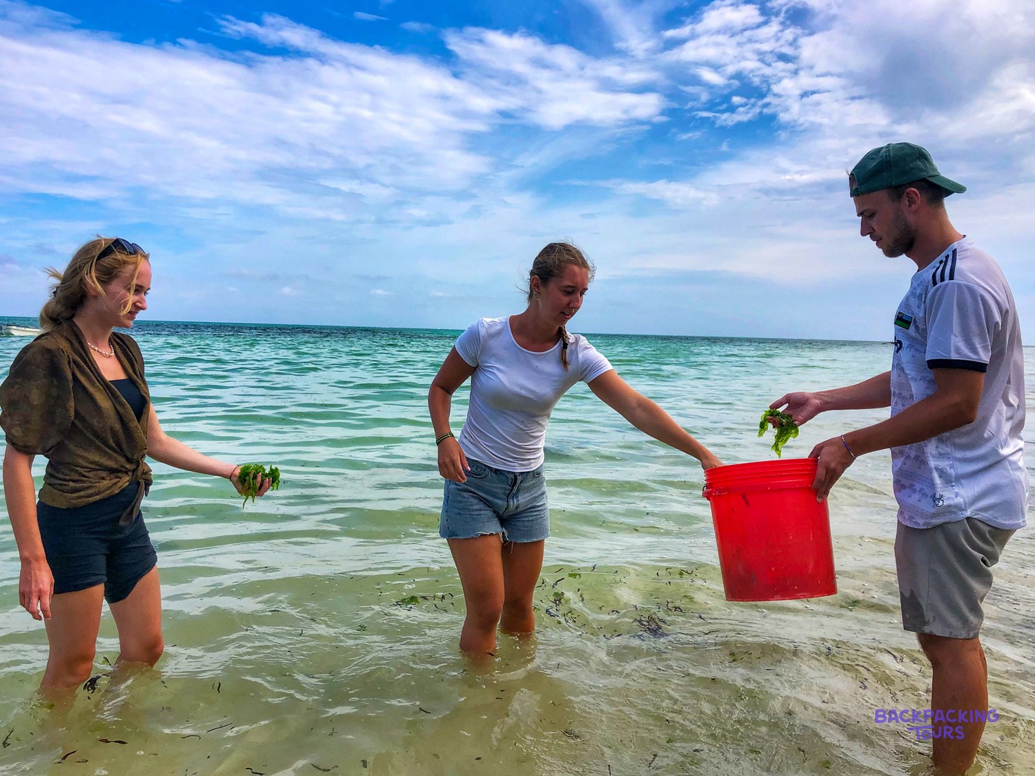 Three volunteers stand in the shallows passing handfuls of seaweed into a red bucket.