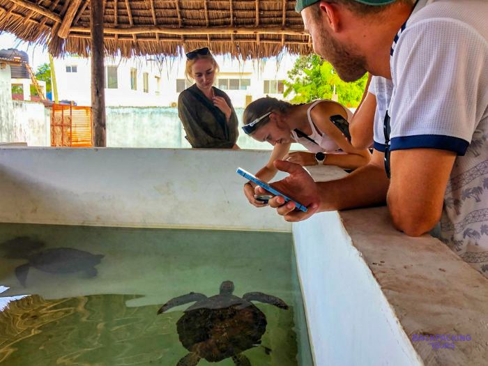 Volunteers lean over the turtle tank writing up measurements on a phone and in a notebook.