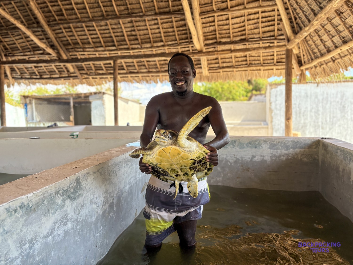 A member of the local team stands in a tank holding up a large green turtle.