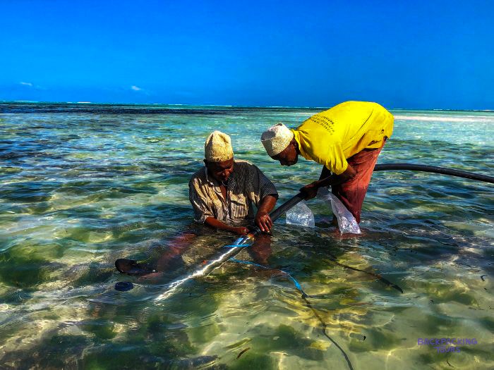 Two seaweed farmers work along a planting line in the shallow water off the reef.