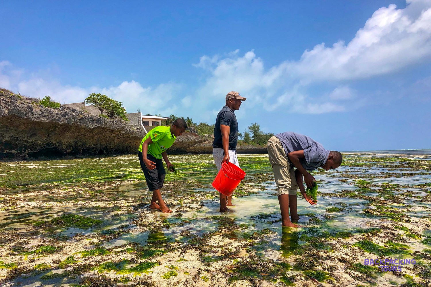 Local staff and volunteers gather seaweed from the reef flat into a red bucket.
