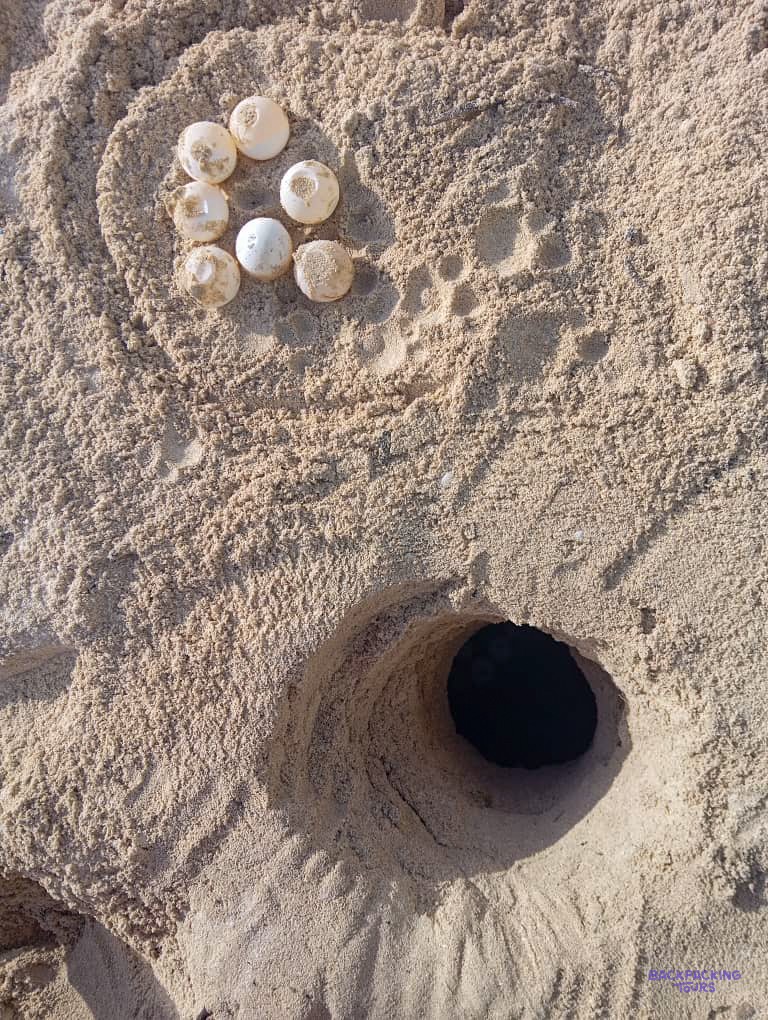 White turtle eggs lie in the sand beside an open nest hole on the beach.