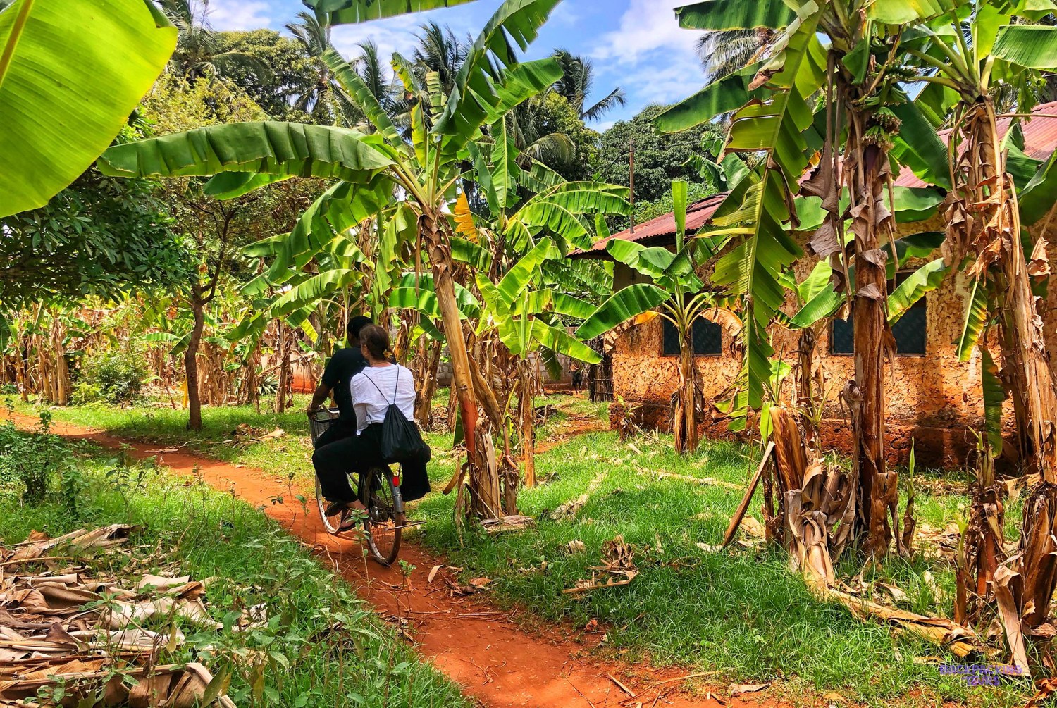 Two people share a bicycle on a red path between banana trees and village houses.