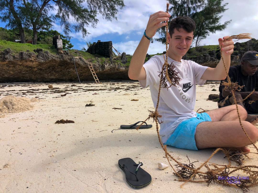 A volunteer sits on the sand holding up a length of seaweed pulled from a line.