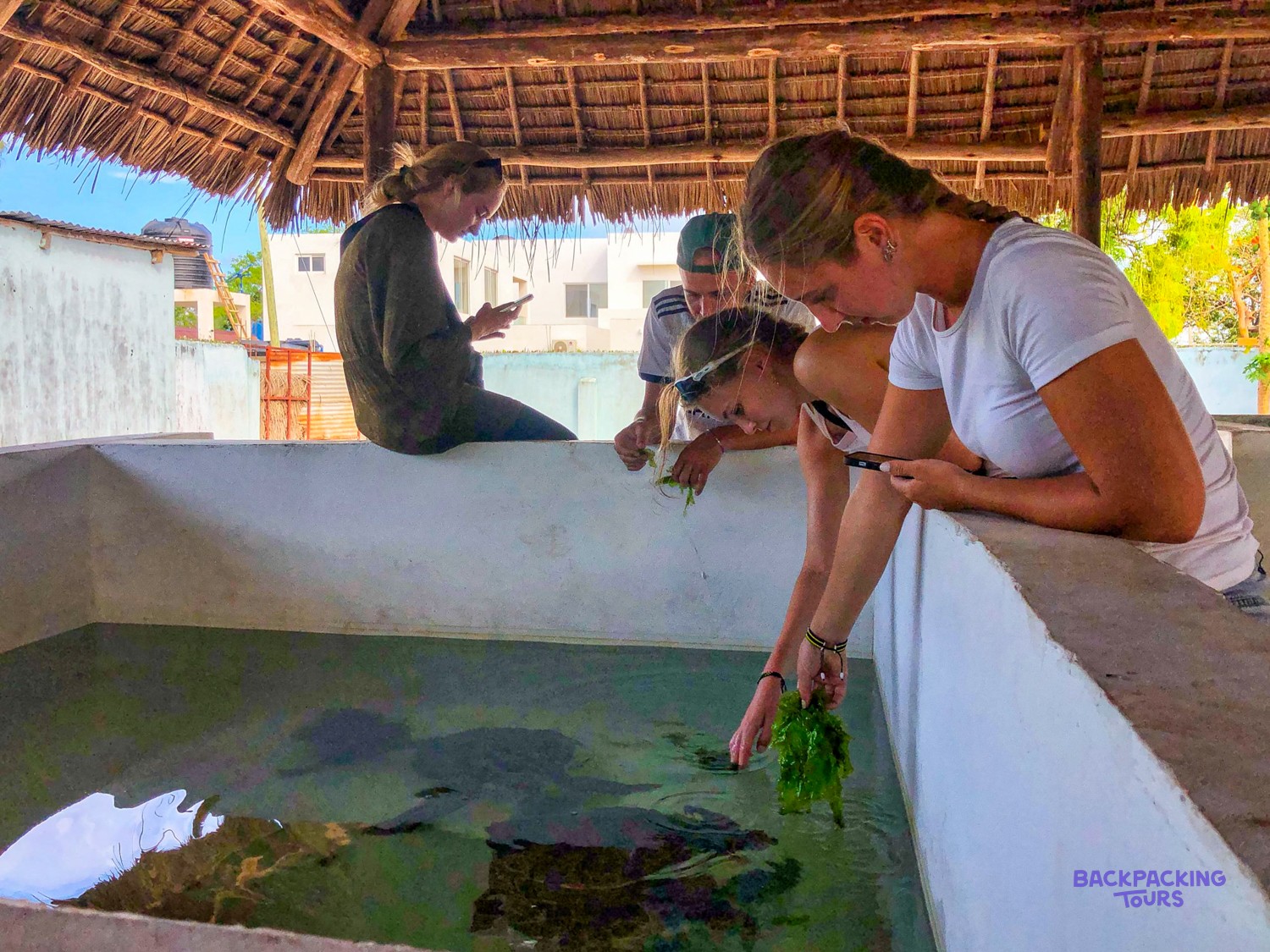 Volunteers gather along the wall of a turtle tank, dropping seaweed to the turtles.