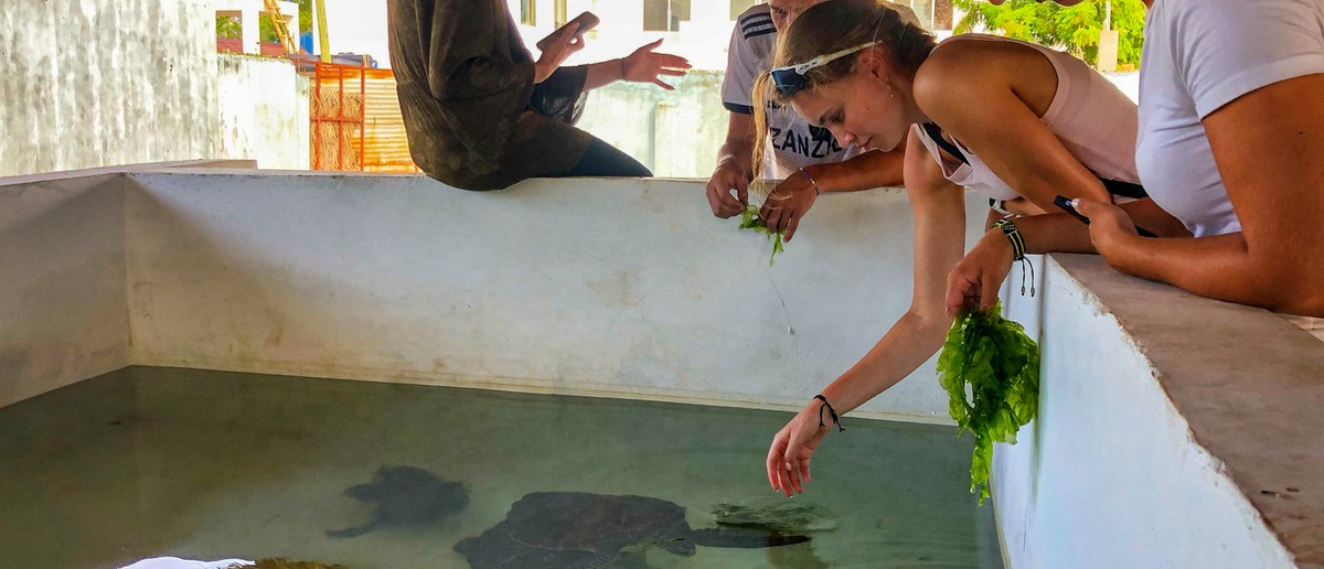 Volunteers lean over the tank wall to feed seaweed to the green turtles below.