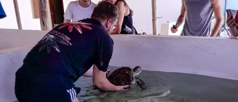 A volunteer lifts a turtle in a shallow tank while the others watch from the side.