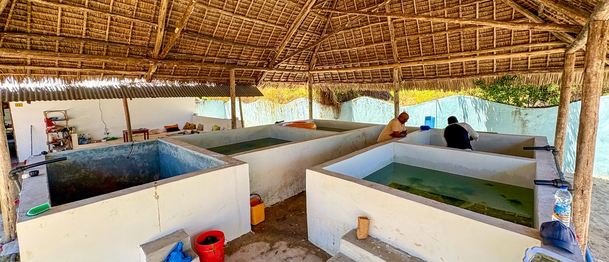 Rectangular concrete turtle tanks under a high thatched roof at the conservation site.