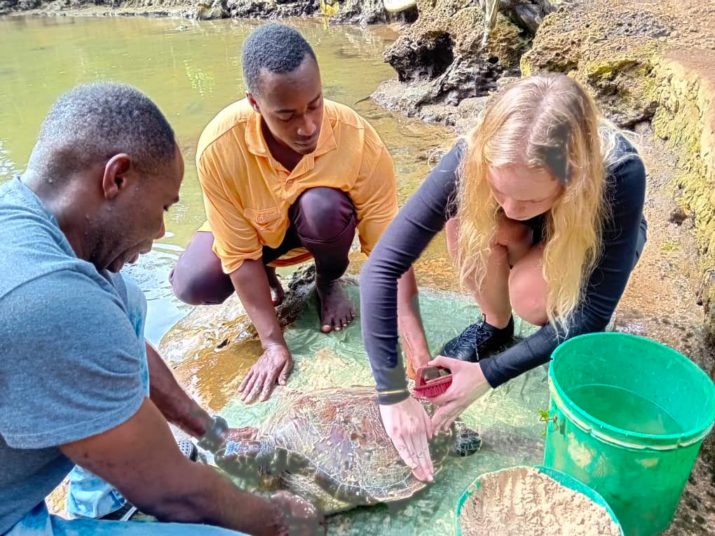 Local conservation staff and a volunteer scrub a green sea turtle in a shallow rock pool in Zanzibar.