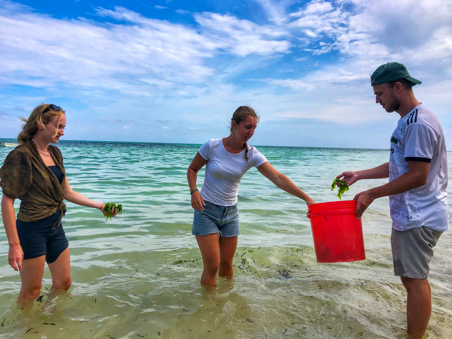 Three volunteers wade in turquoise shallows gathering seaweed into a red bucket to feed sea turtles in Zanzibar.