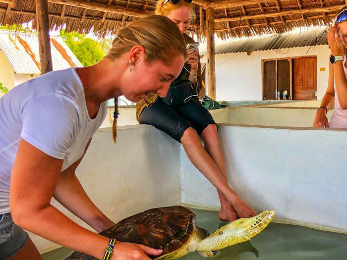 A smiling volunteer lifts a green sea turtle from a rehabilitation tank under a thatched roof in Zanzibar.