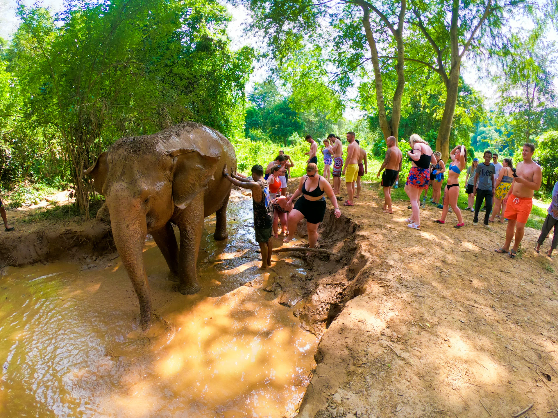Visitors happily bathe and interact with an elephant in a muddy pool at a sanctuary in Thailand.