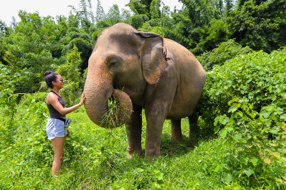 Elephant Trekking