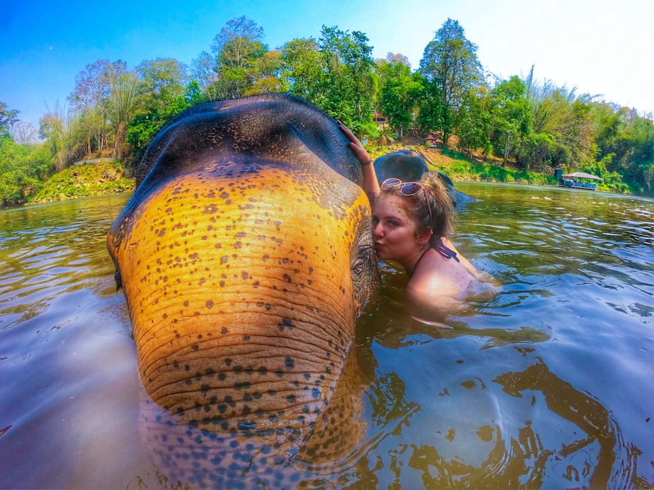 Elephant Swim