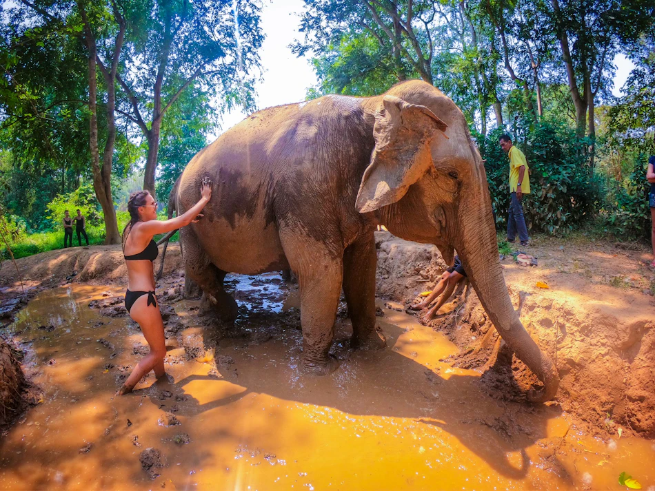 Elephant Bathing