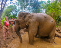 /storage/uploads/tours/thailand/elephant-camp/9nov2019btt-102_ramjb.jpg