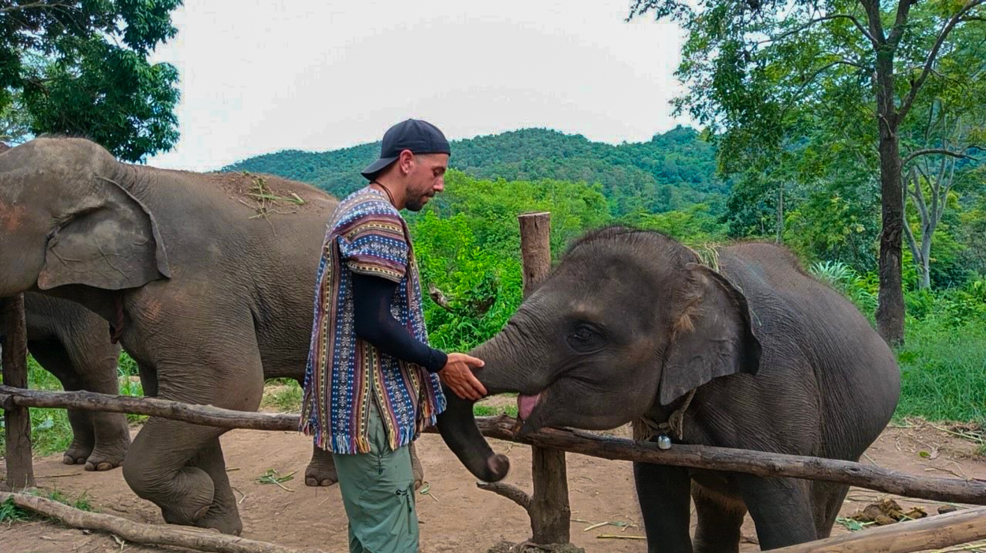 Volunteering with Elephants: Thailand