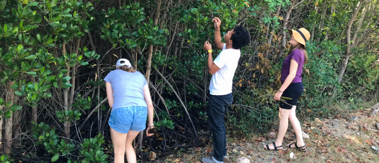 Three volunteers exploring dense mangrove trees along a dirt path in Pranburi, Thailand.
