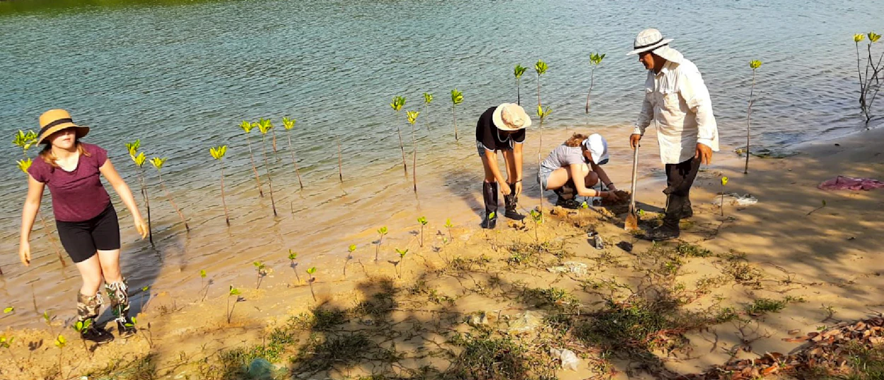 Volunteers plant mangrove saplings along the sandy shore of Pranburi, Thailand, contributing to conservation efforts.