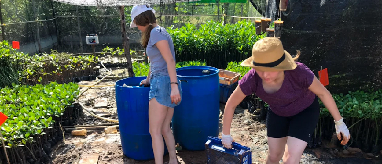 Two women volunteer at a mangrove nursery in Pranburi, Thailand, tending to young plants.