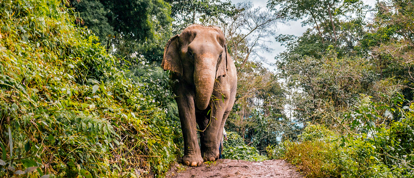Observing elephants roaming at an ethical sanctuary on the backpacking tour