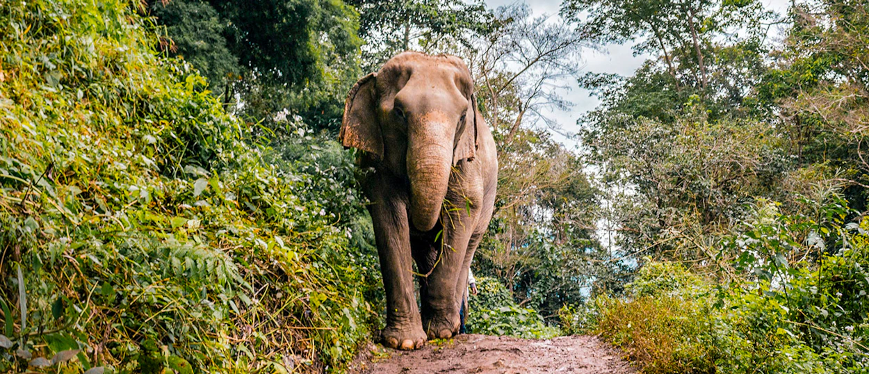 A majestic elephant walks on a muddy path through lush green jungle in Chiang Mai.