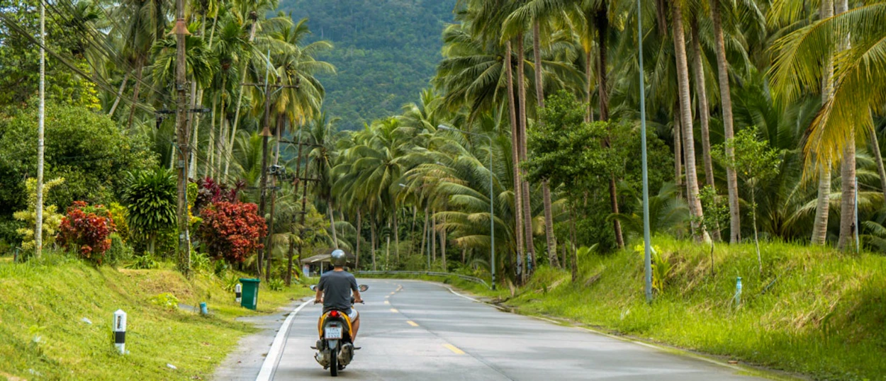 A person rides a scooter down a road lined with tall palm trees on Koh Phangan.