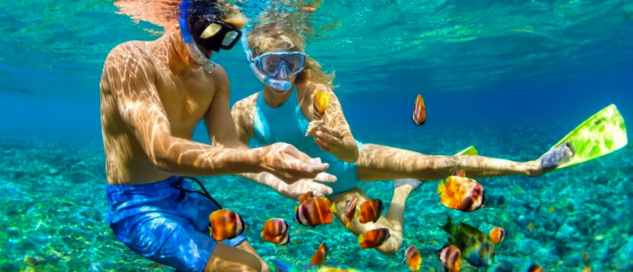 A happy couple snorkeling with vibrant clownfish in the clear turquoise waters of Koh Tao.