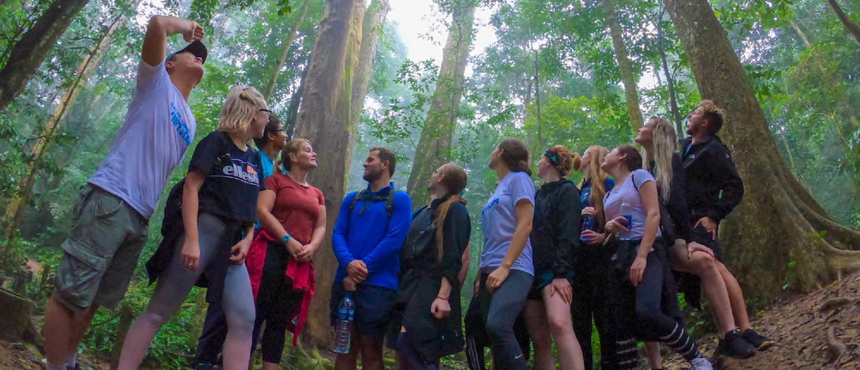 A group of backpackers on a jungle trek in Phong Nha, looking up at the impressive tall trees.