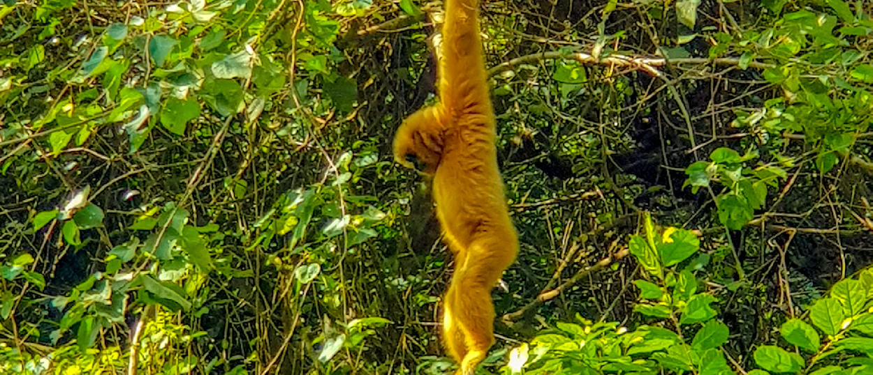 A golden-furred gibbon hangs from a tree branch in the lush green jungle of Phong Nha, Vietnam.